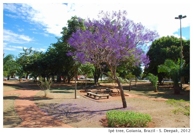 Ipé tree, Goiania, Brazil