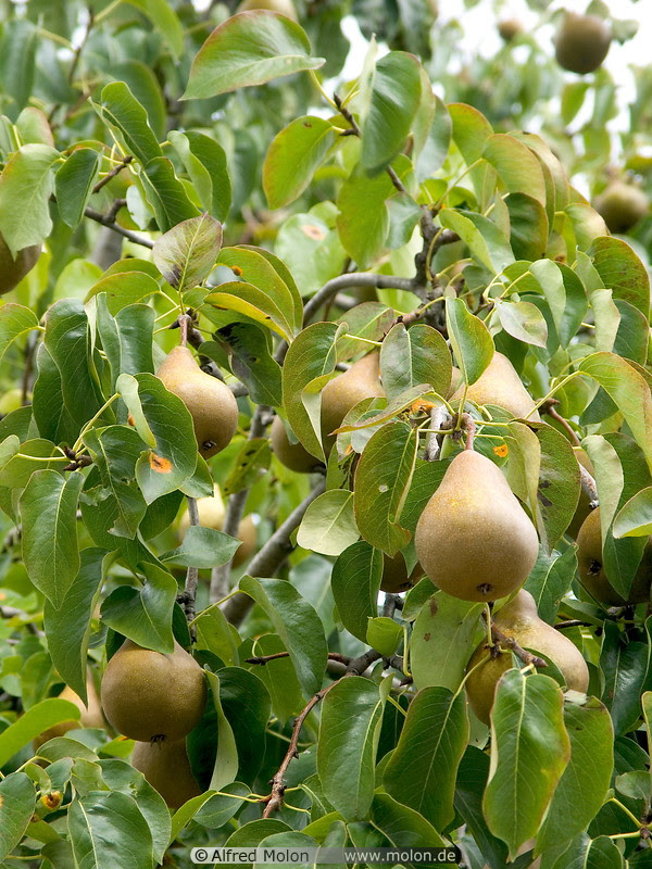 http://www.molon.de/galleries/Czech/Prague/Castle/images01/05%20Pear%20tree.jpg
