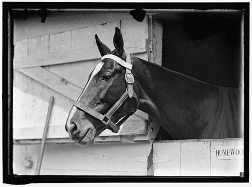 Vintage horse photo.