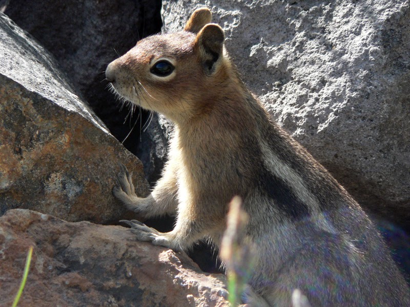 Ground Squirrel Vs Chipmunk - Flying Squirrels