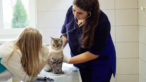 Ветеринарная клиника в Беляево: забота о вашем питомце