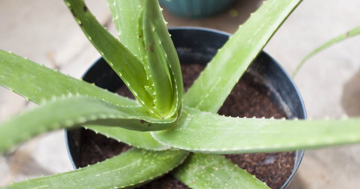Can Aloe Vera Plants Go Outside In Uk Plantă Blog