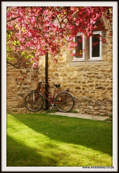 cherry tree, bicycle, Chesterton Tower. © Nick Bailey