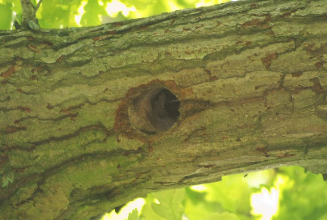 DSC_6629 Entrance to Greater Spotted Woodpecker nest