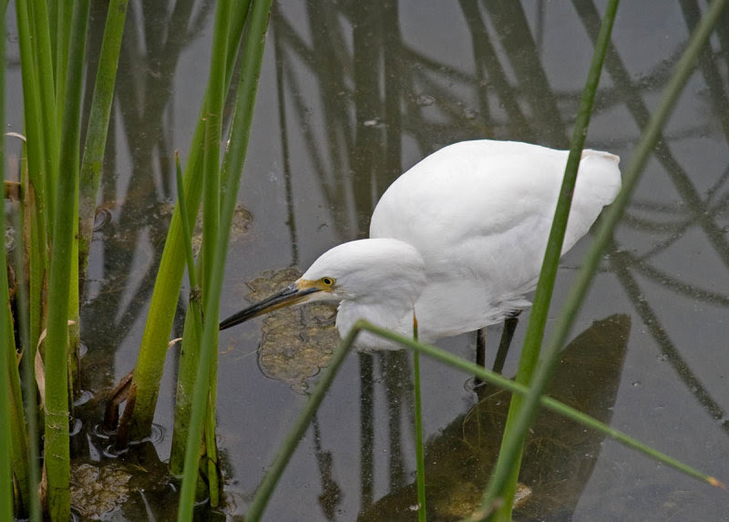 Snowy Egret Snowy Egret
