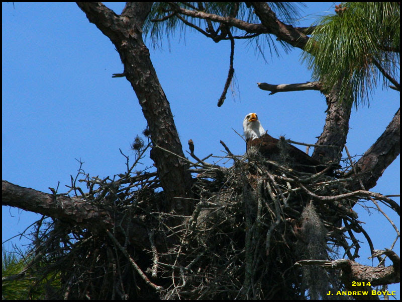 Bald Eagle Bald Eagle