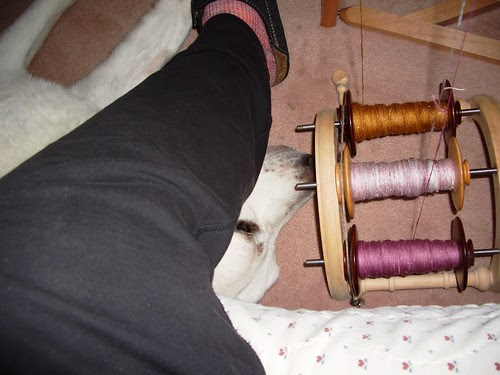 while plying, Sam's always under foot, March 27