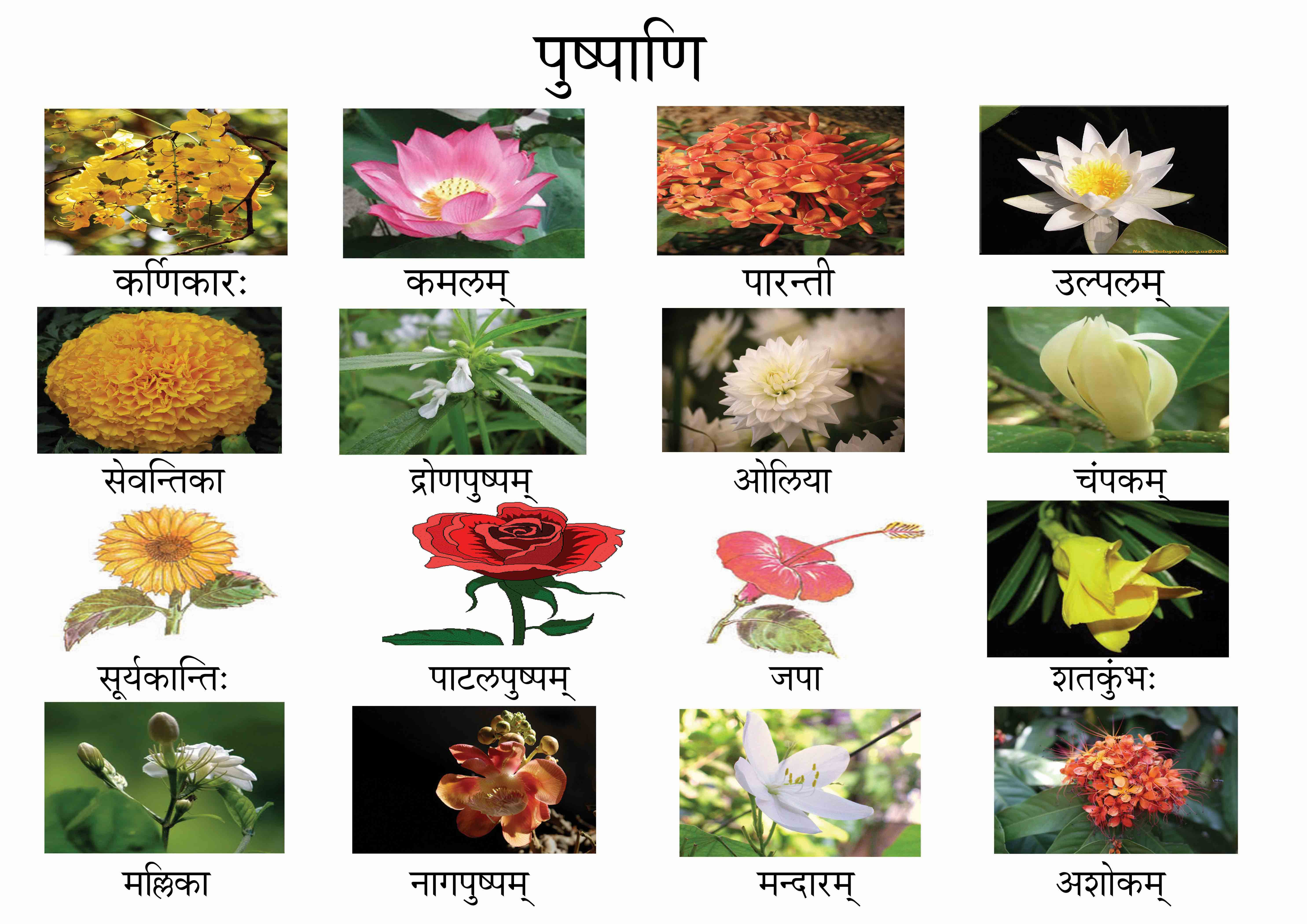 Красивые названия цветов растений. Цветы названия. Название всех видов цветов. Цветы с названиями для детей. Красивые названия цветов и растений.