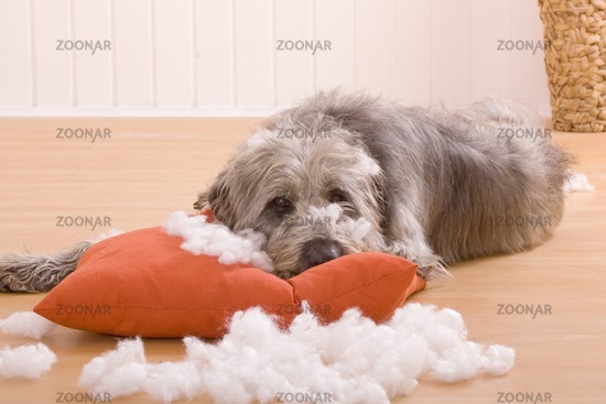 Hund Zerfetzt Kissen antistress hundebett