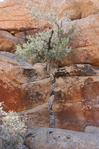 corkscrew pine