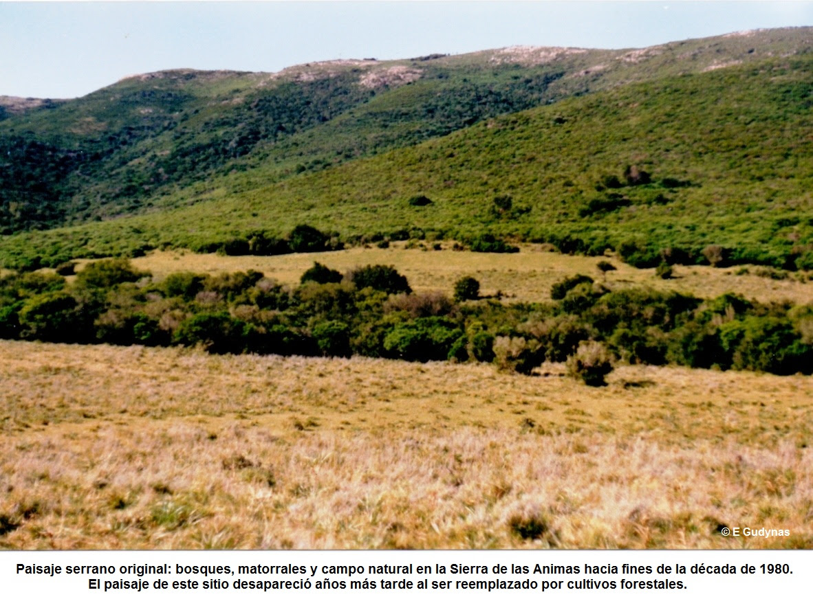 Paisaje original en Sierra de Animas
