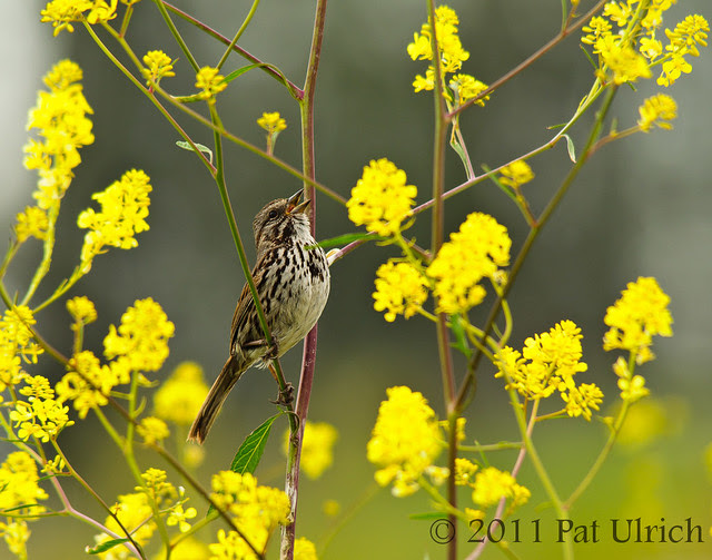 Song sparrow sings in wildflowers - Pat Ulrich Wildlife Photography