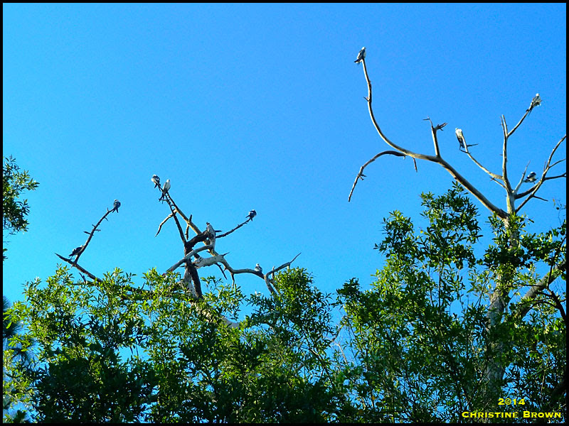 Swallow-tailed Kite Swallow-tailed Kite