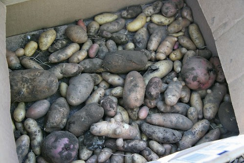 potatoes in a box