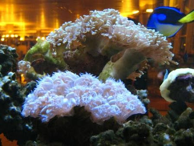 Coral Coral