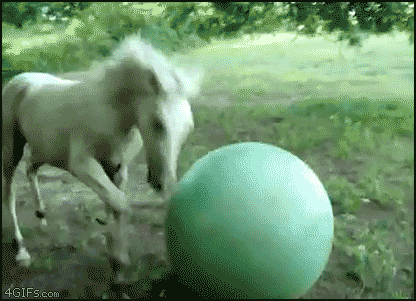 photo ball-horse.gif