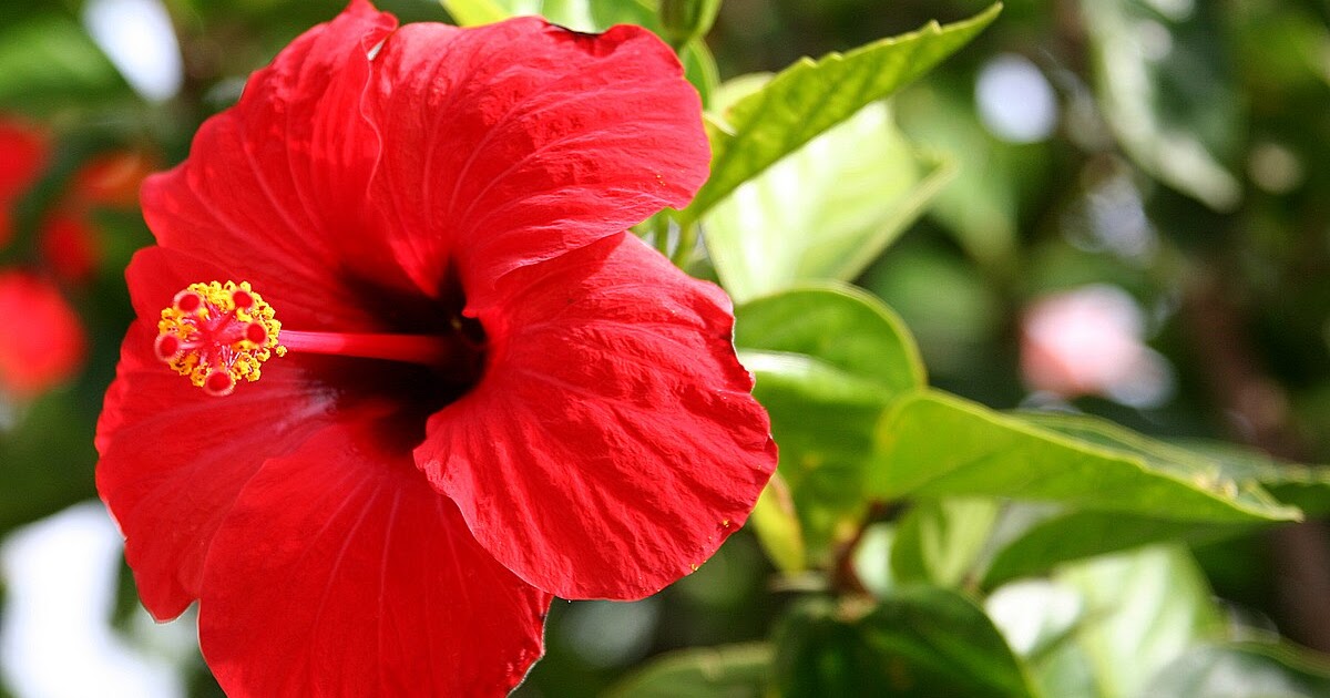 Hibiscus Flowers Toxic To Dogs / Marvelous Hibiscus