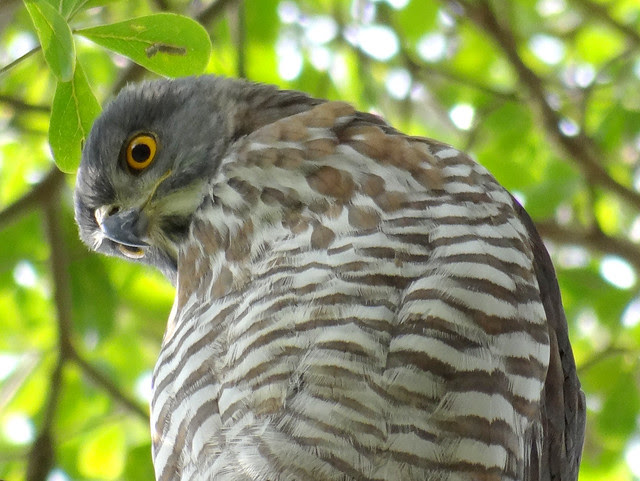 鳳頭蒼鷹/無限台南