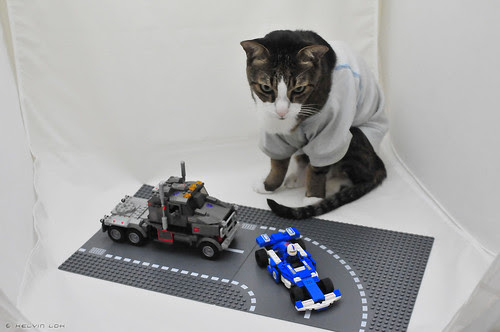 What the... Cat?!
