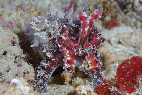 Flamboyant Cuttlefish III