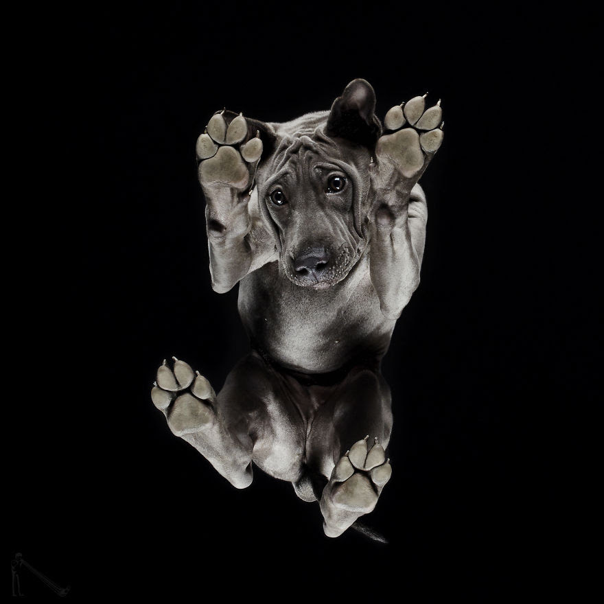 Under-dogs: I Photograph Dogs From Underneath Under-dogs: I Photograph Dogs From Underneath