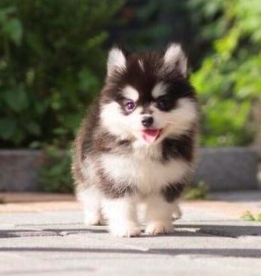 ポンスキー 成 犬 画像