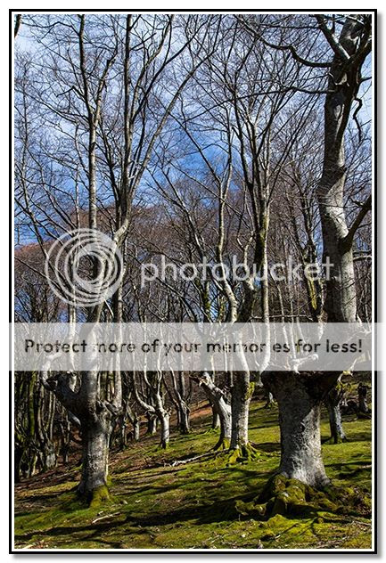 Photo Sharing and Video Hosting at Photobucket