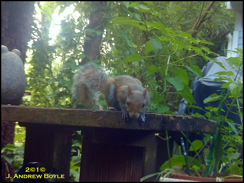 Gray Squirrel
