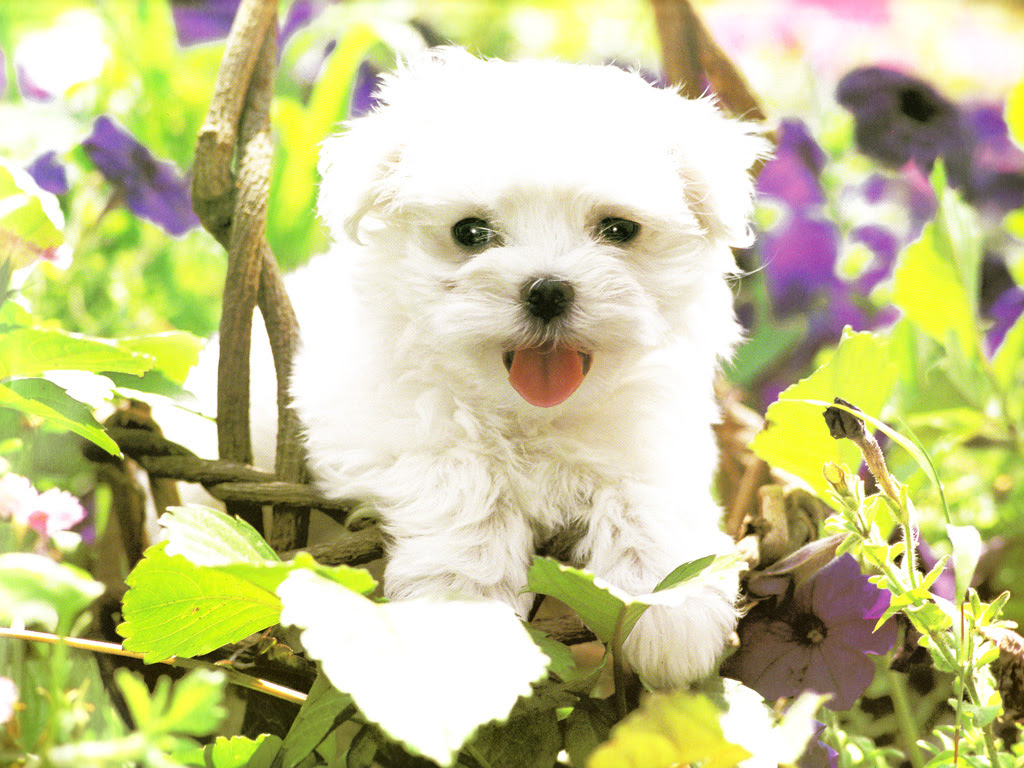 ラブリーマルチーズ 壁紙 最高の花の画像