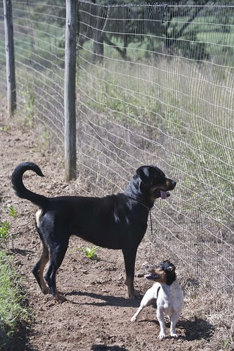 Farm dogs chasing monkeys