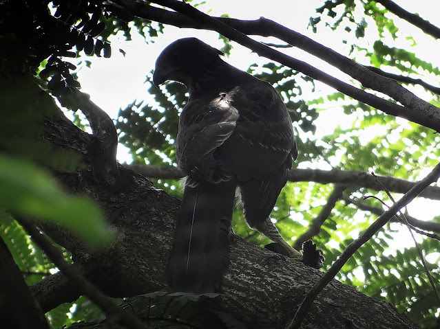鳳頭蒼鷹/無限台南