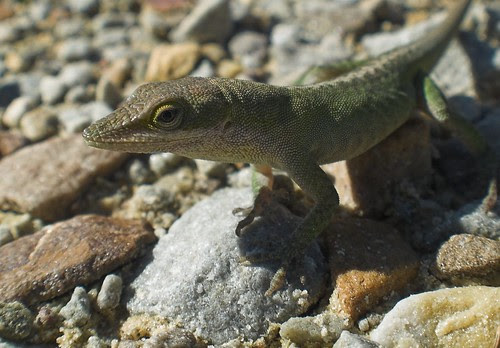 Lizard