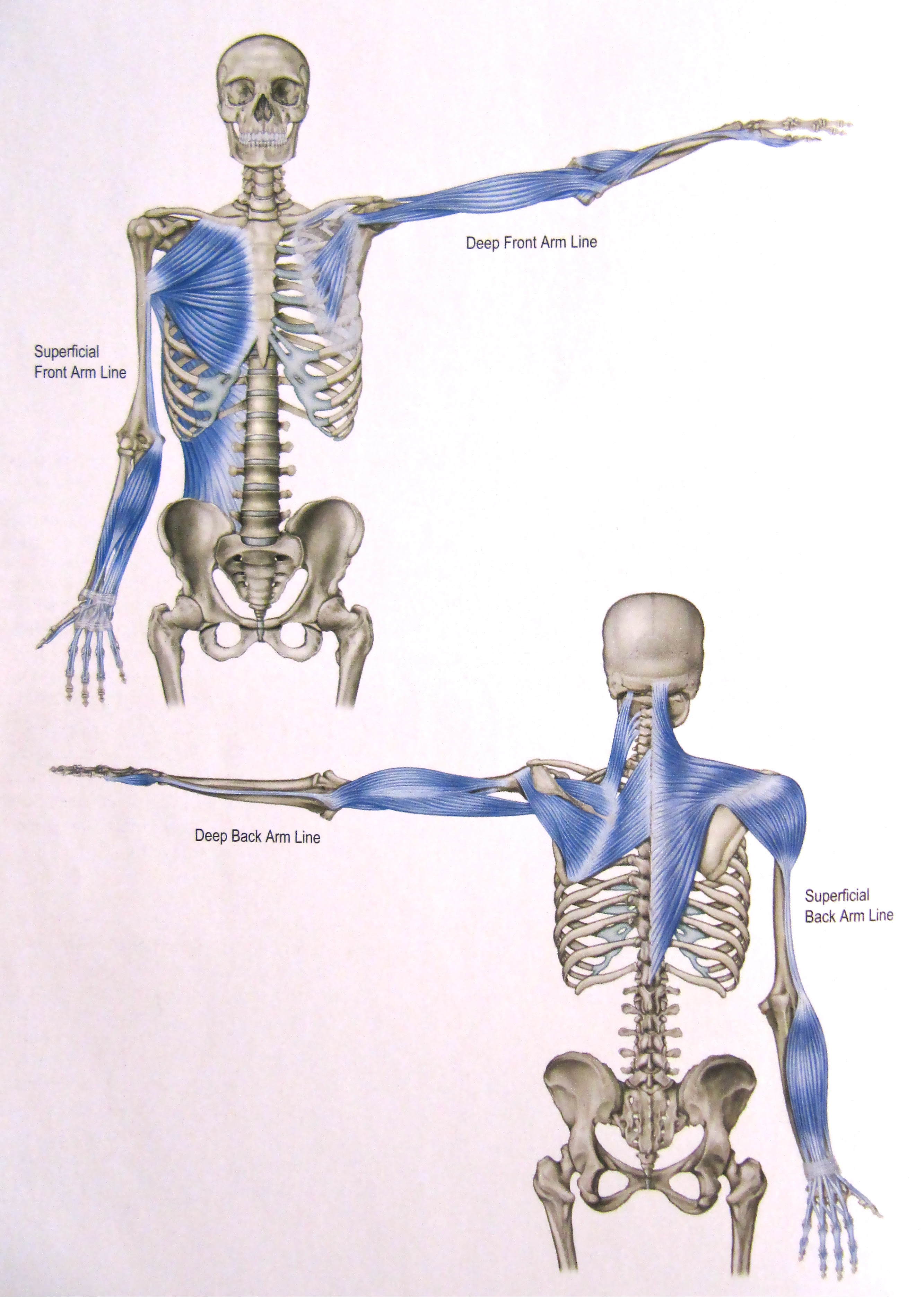 Physical Alchemy: Fascial Pec Minor 'Arm Line/Lung Meridian' Stretching