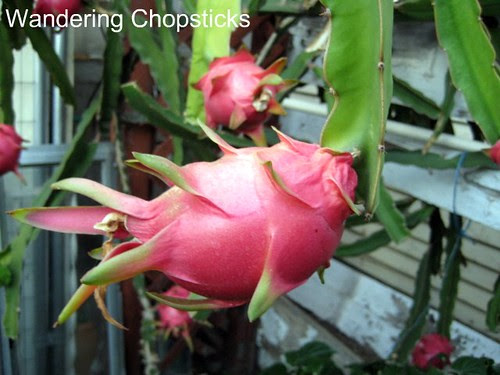 9.8 Dragon Fruit 2