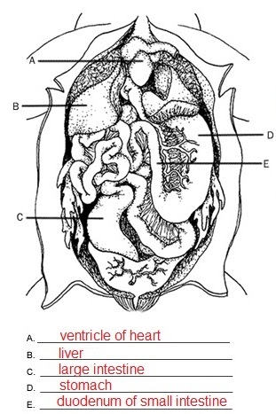 31 Frog Dissection Diagram Labeled Worksheet - Wiring Diagram List