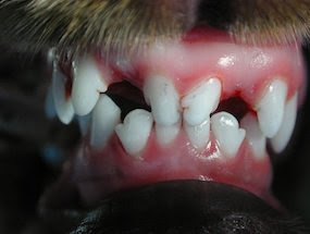 Aspecto final após extração dos incisivos extra-numerários (ficou um espaço anormal entre os dentes).