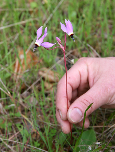Dodecatheon jefferyi