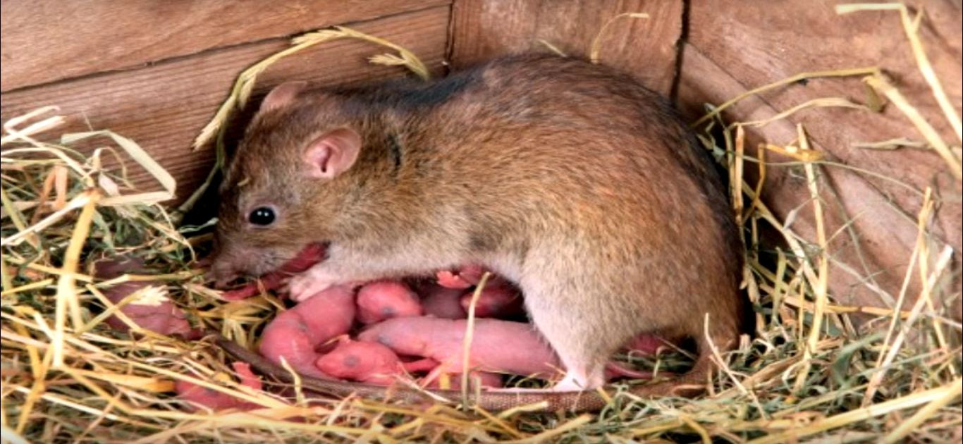 Do Moth Balls Repel Mice