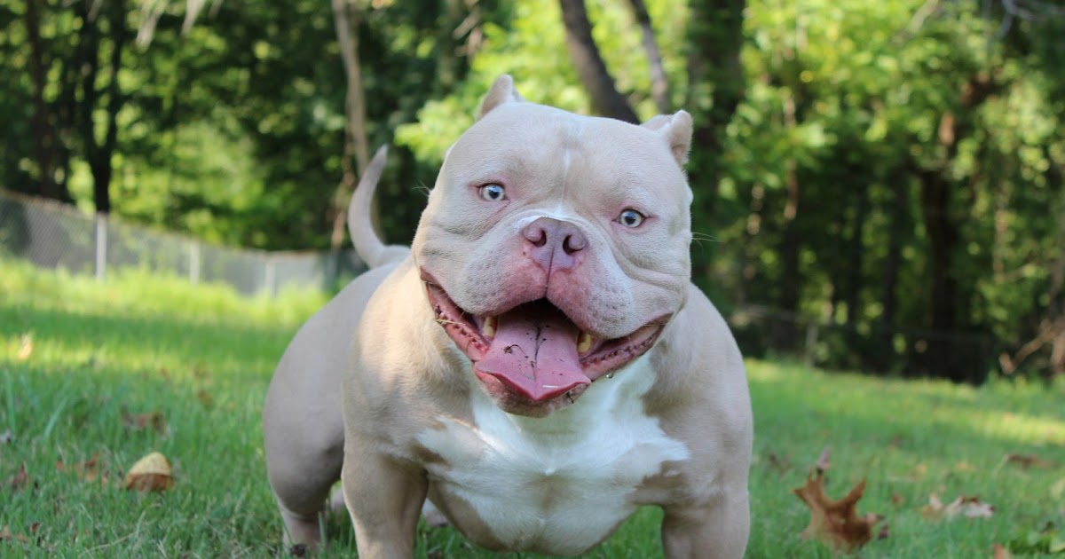 toy bully puppies for sale