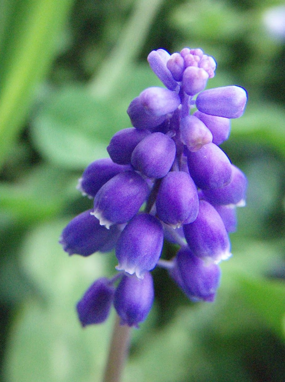 美しい花の画像 最新のhdむらさき 花