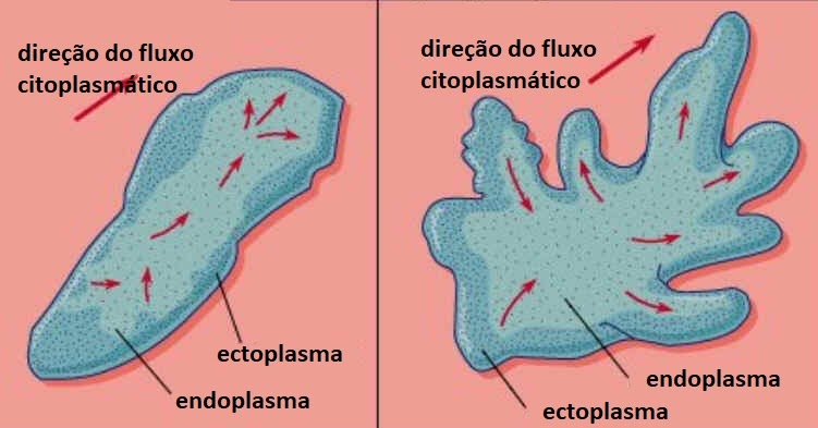 Endoplasma Endoplasmic reticulum