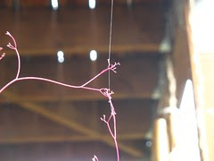 IMG_1537