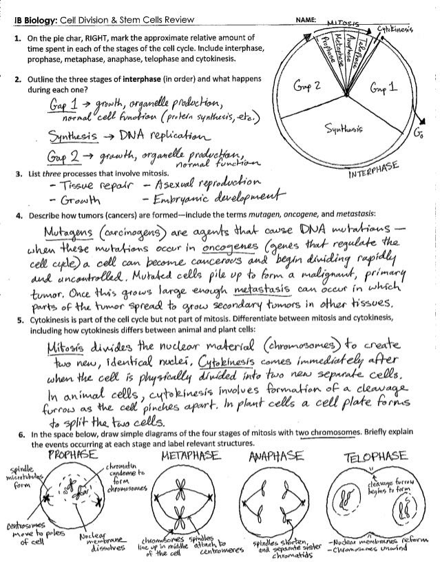 Featured image of post Cell Cycle And Mitosis Answer Key