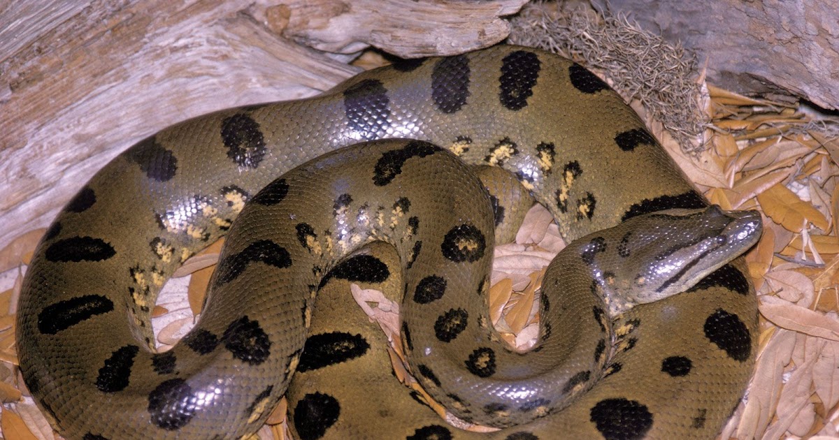 Anaconda Snake Mouth - Anaconda Gallery