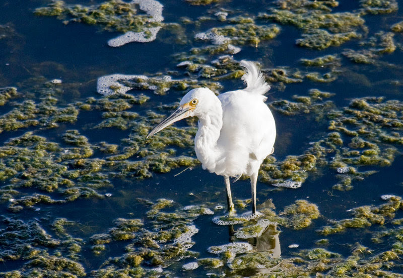Snowy Egret Snowy Egret