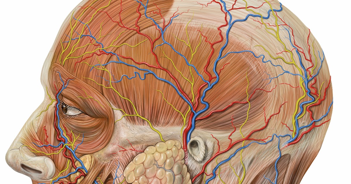 Венозная дисциркуляция головного мозга. Венозная система головы. Кровеносные сосуды головного мозга.