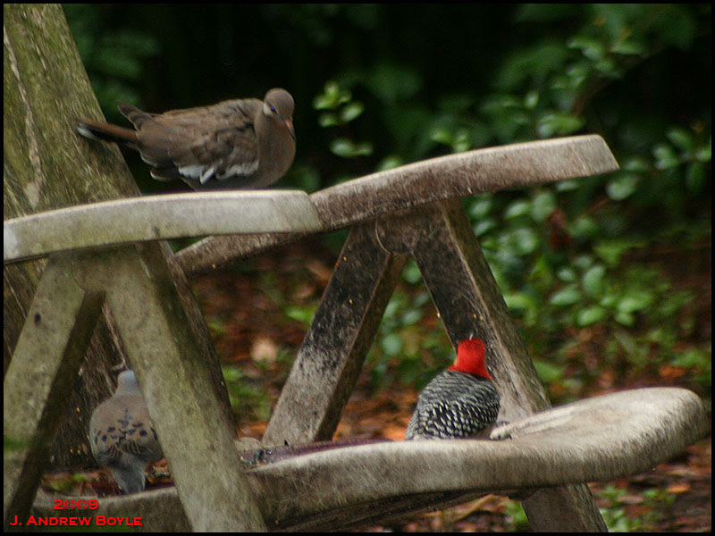 White-winged Dove and Red-bellied Woodpecker