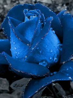Синяя роза в каплях росы