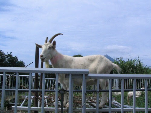 A goat