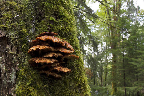 fungi on maple